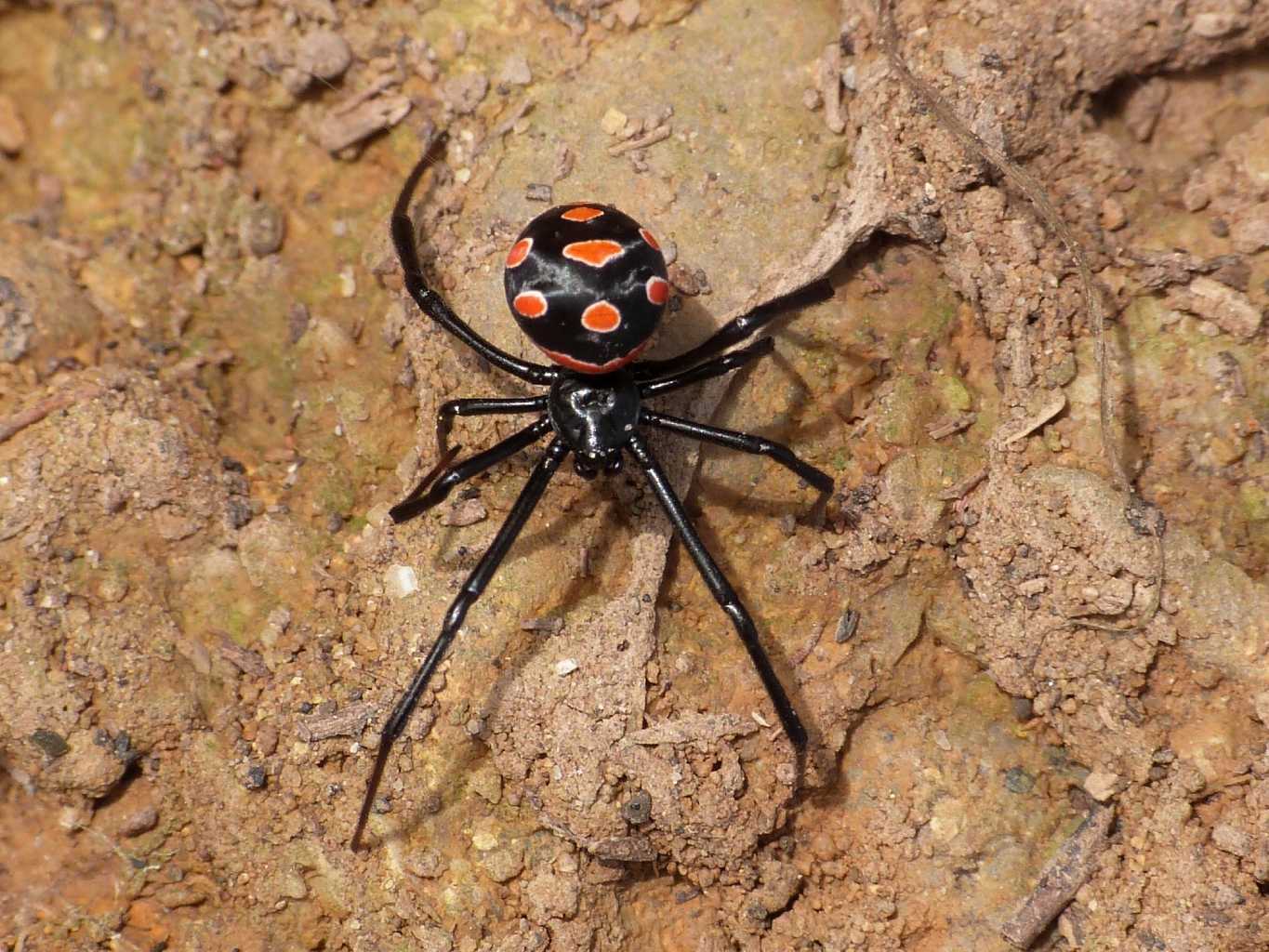 piccolo di malmignatta? No. Steatoda triangulosa - Roma